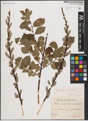 Foto von Salix aurita L.